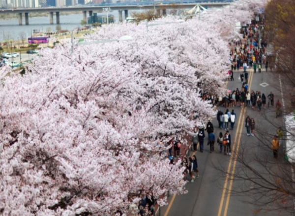 2025 <b>여의도</b> 봄꽃 <b>벚꽃 축제</b> 행사 일정과 내용 탄핵선고로... 