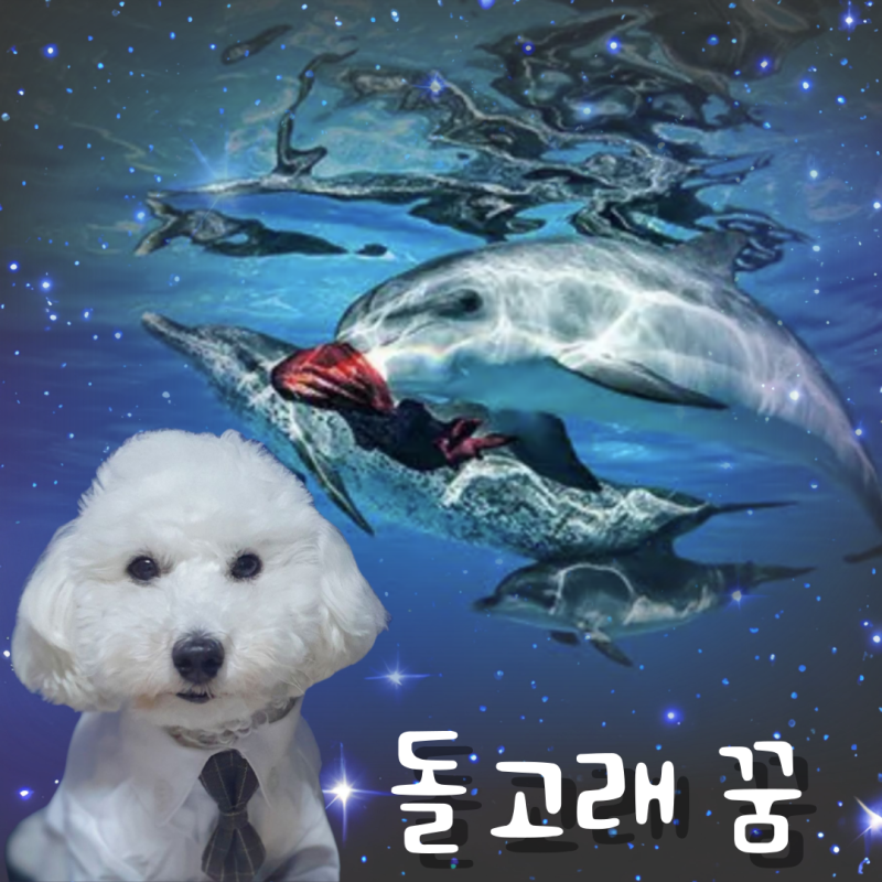 돌고래꿈태몽 다양한 상황별 해몽