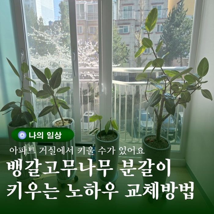  뱅갈고무나무 실내에서 분갈이 하는 방법과 키우는방법 총정리