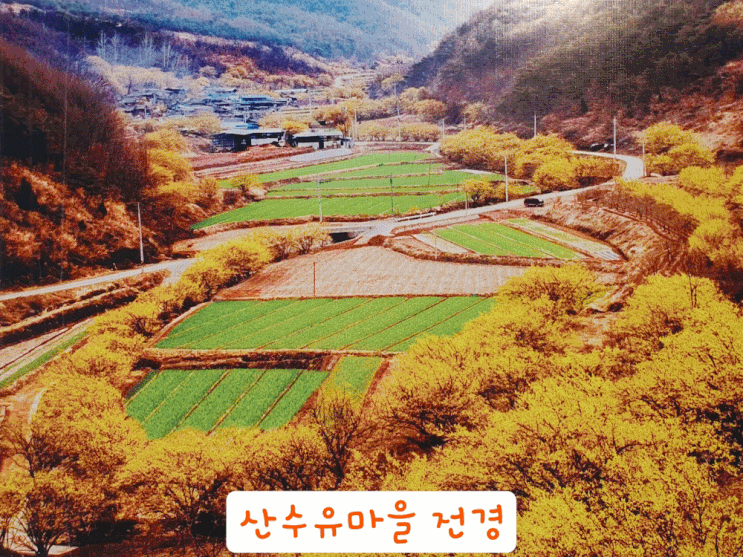  의성 산수유축제 의성 가볼만한곳 산수유마을