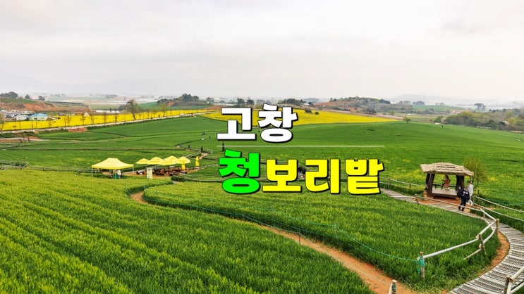 전라도 4월 5월 가볼만한곳 · 2025 고창 청보리밭축제 기본정보 유채꽃 폭싹속았수다 촬영지 맛집 전라도 4월 5월 가볼만한곳 · 2025 고창 청보리밭축제 기본정보 유채꽃 폭싹속았수다 촬영지 맛집