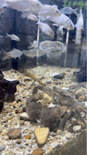  삼척 아이들이랑 가볼만한 곳 민물고기 전시관