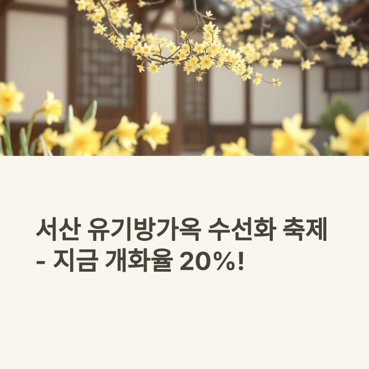  서산 유기방가옥 수선화, 개화 20% 실시간 꽃상태 지금 어때요?