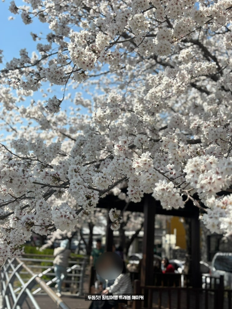  울산 무거천 벚꽃 구경 궁거랑 맛집 곤드레산나물 밥집 추천