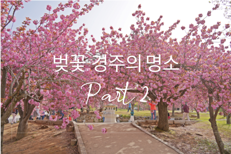  경주의 아름다운 꽃, 아름다운 벚꽃이 피는 경주의 명소 Part 2.