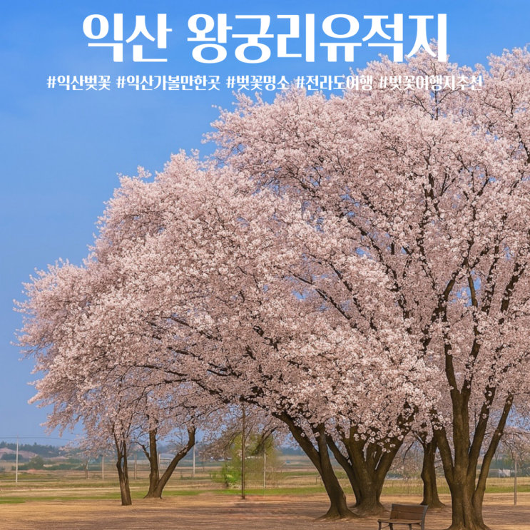  전라도 벚꽃명소 추천 익산 왕궁리유적지 벚꽃 포토스팟