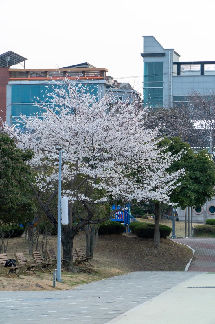  여수 꽃구경 명소 성산공원 벚꽃 노을도 예쁜 산책로