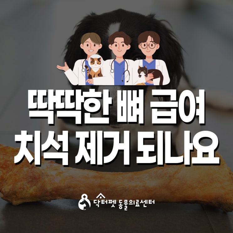  딱딱한 뼈가 치석 제거에 도움이 되나요 (부산 강아지 치과 치료 동물병원 닥터펫동물의료센터)