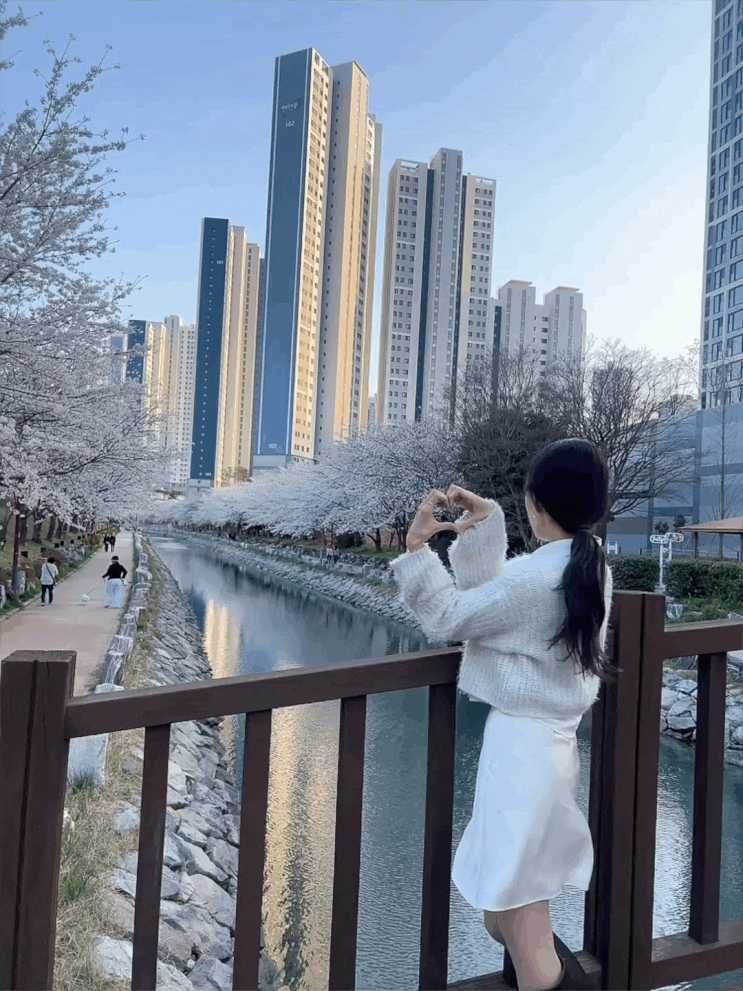  부산 숨은 벚꽃 명소 | 사람없는 한적한 “동삼해수천로” 만개 실시간 현황 봄피크닉