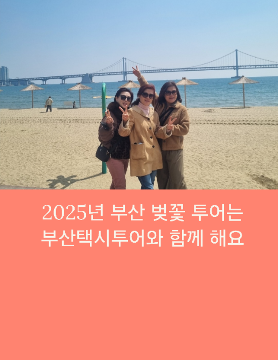  2025년 부산벚꽃 투어는 부산관광택시투어와 함께해요