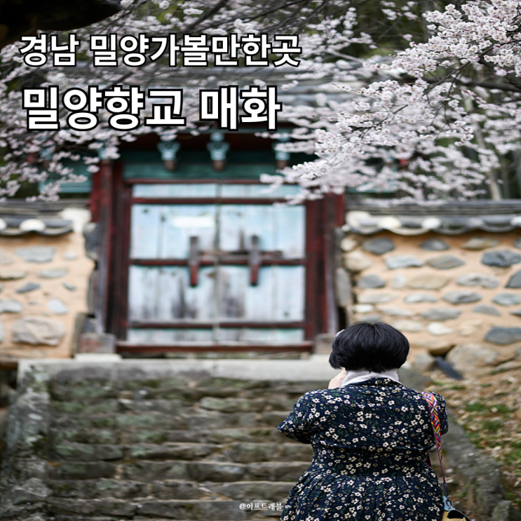  경남 밀양 여행 가볼 만한 곳 밀양향교 매화 포토존