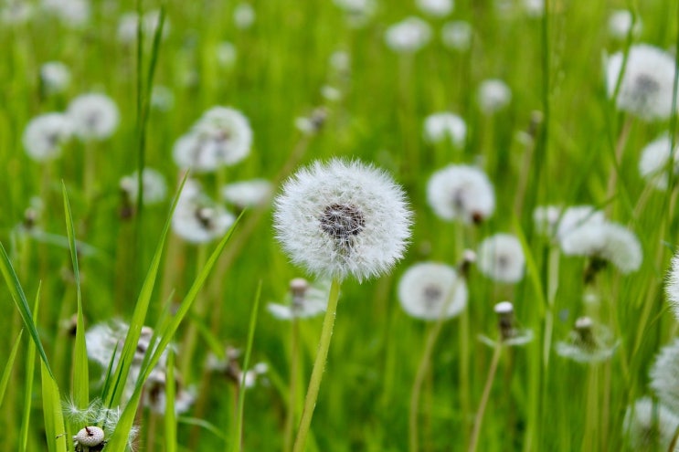 <b>글로벌</b> 대세 <b>블랙핑크</b> 리사 솔로 앨범 <b>인기</b> 요인