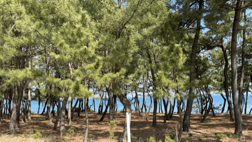  강릉놀거리 전동스쿠터로 바다구경 바이크스토리