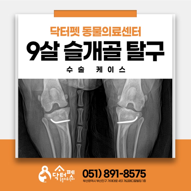  9살 노령견 말티즈 슬개골탈구 교정 수술 및 관리 케이스 부산진구 강아지 동물병원