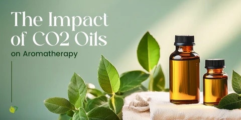 (인디샘 컨설팅) 인도에서 카모마일 CO2 초임계 추출물 수입하기: 가공 과정/방법, 등급, 가격 (5) (인디샘 컨설팅) 인도에서 카모마일 CO2 초임계 추출물 수입하기: 가공 과정/방법, 등급, 가격 (5)