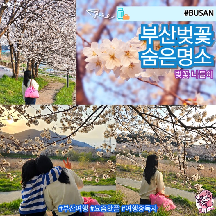  부산 여행 꽃구경 부산 벚꽃 피크닉 명소 금정체육공원 나들이