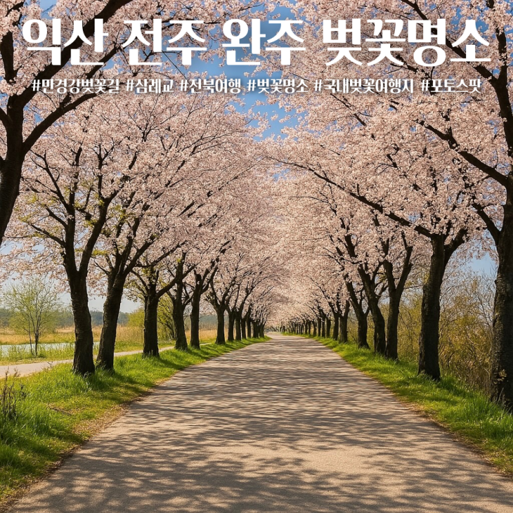  익산 전주 벚꽃명소 추천 만경강벚꽃길 삼례벚꽃 명당위치 꿀팁
