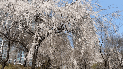  양재천 벚꽃 실시간 개화 상황
