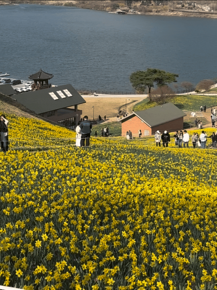 전남 구례 가볼만한곳 꽃구경 지리산치즈랜드 수선화 축제 개화상황 실시간