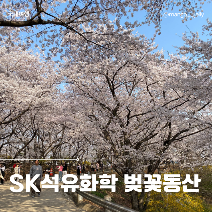 인천 벚꽃 명소 SK인천석유화학 벚꽃동산 개방 일정