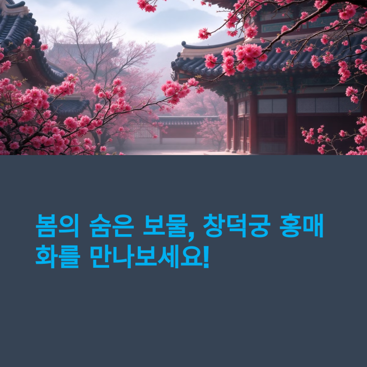  창덕궁 홍매화 절정! 고궁과 봄꽃이 만나는 최고의 시기