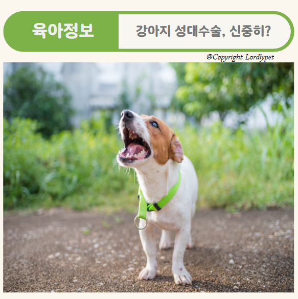 강아지 성대수술, 신중히?
