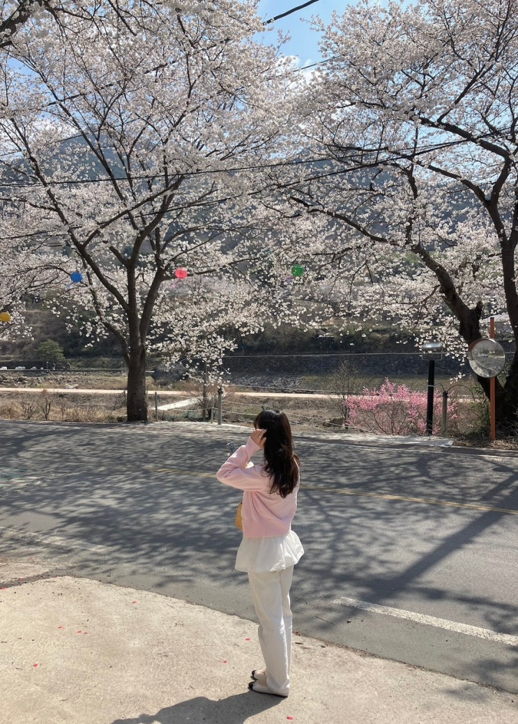  구례하동여행 벚꽃개화 실시간 상황 팝콘파티 시작(코스추천)