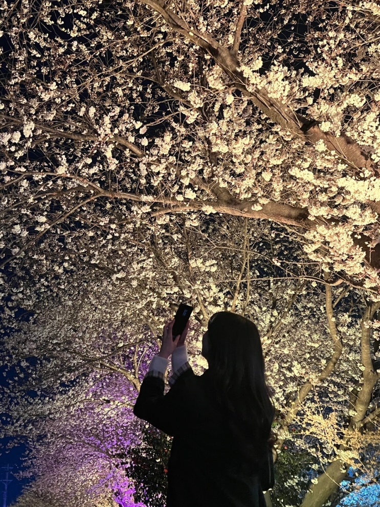  광주 근교 벚꽃 명소 실시간 나주 영산포 야간 꽃구경 드라이브