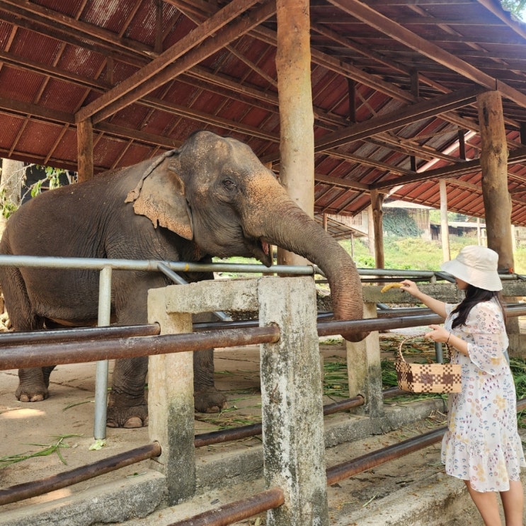  매사 코끼리 캠프 동물 먹이 주기 체험 동남아 여행지 태국 치앙마이 가볼만한 곳 Mae Sa Elephant Camp