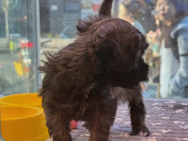  넓고 쾌적한 환경에서 강아지를 입양할 수 있는 도그마루 강아지고양이 부산점, 부산강아지무료분양