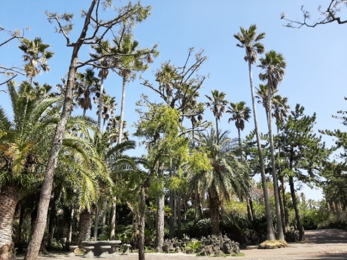  [제주 한림 협재 맛집] 한림웅담 제주협재점 제주산보말칼국수 보말미역국 아침 메뉴 추천 내돈내산 솔직후기774ae83587f14fe09f65f27e00d54f51