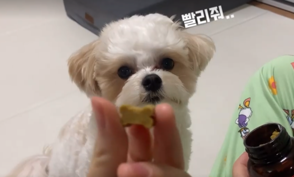  강아지 루테인 눈물자국 영양제 간식 펫생각
