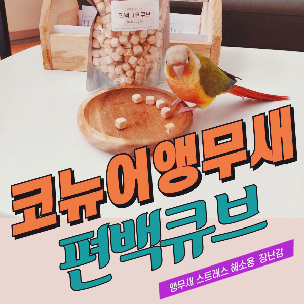  코뉴어 앵무새 장난감 편백나무 큐브로 스트레스 풀기
