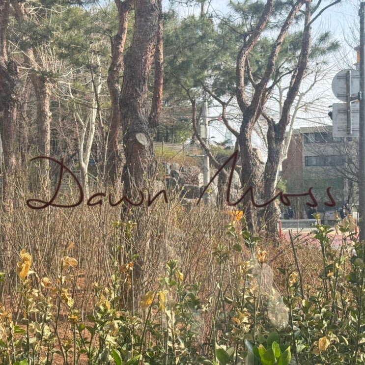  [공릉디저트카페] 공리단길 분좋카 ‘던모스’