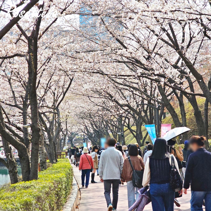  2025 잠실 석촌호수 벚꽃축제 개화 상황 만개 아직