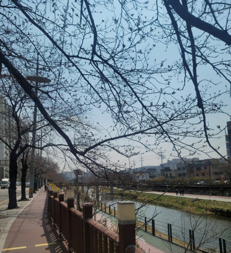  도봉구 우이천 벚꽃 알리미(4월 3일 현재)