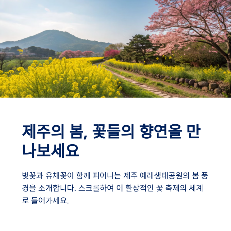  제주 유채꽃 명소 ‘예래생태공원’, 벚꽃과 유채꽃 한 번에 보는 법