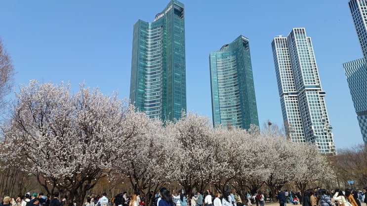  서울가든페스타-서울숲 벚꽃