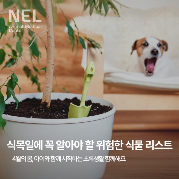  [NEL:특집] 식목일에 꼭 알아야 할 강아지 고양이에게 치명적인 식물