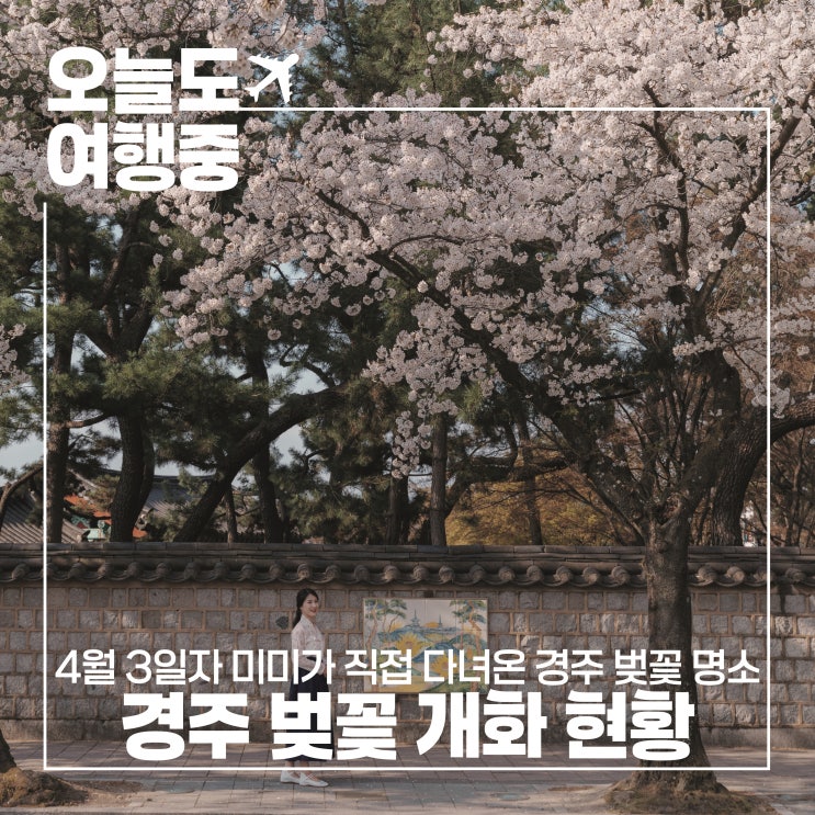  2025 경주 벚꽃 개화 상황 총정리 대릉원 돌담길부터 보문호 드라이브까지