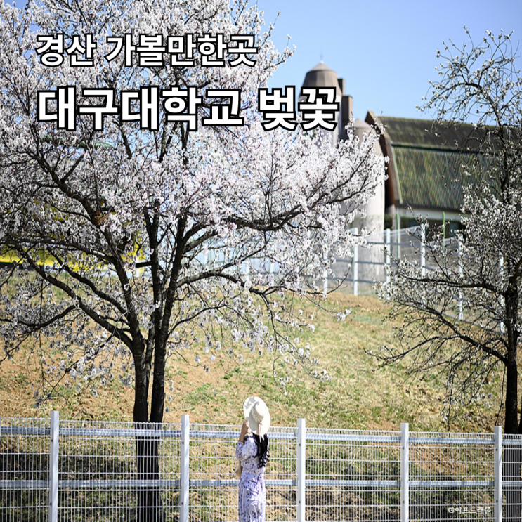  대구대학교  벚꽃명소 경산가볼만한곳