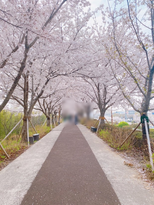 블챌)부산 벚꽃 명소 삼락공원 벚꽃은 아주 유명한 벚꽃 스팟임.