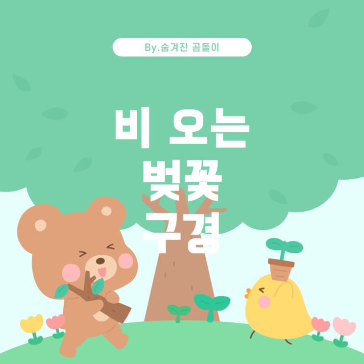  석촌호수 벚꽃, 비 온 후 방문해도 괜찮을까?