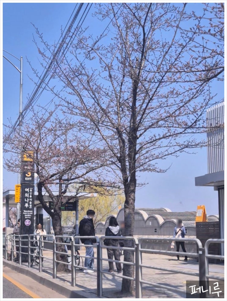  여의도 벚꽃 실시간 축제 일정 알려드려요