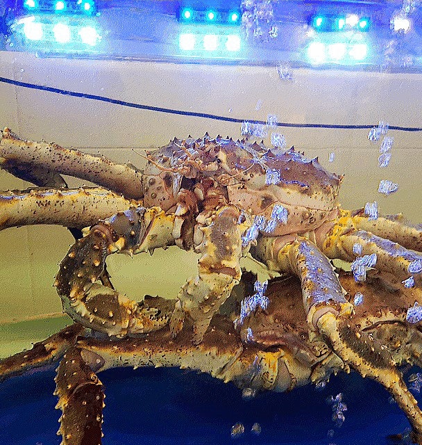 킹크랩 시세 노량진수산시장 가락시장 비교 블루킹크랩 추천 킹크랩 시세 노량진수산시장 가락시장 비교 블루킹크랩 추천