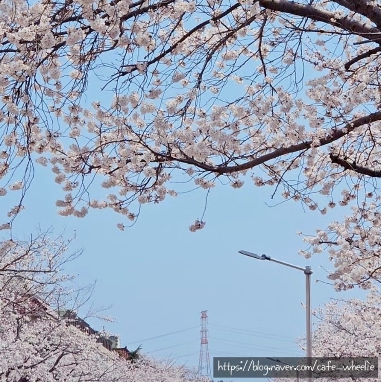  울산 울주 서생 벚꽃 개화 현황 한수원 사택 인근