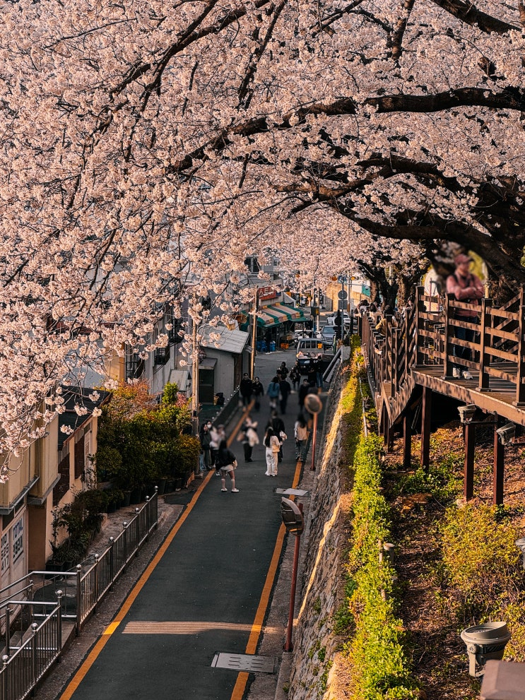  부산 주변 벚꽃 명소 추천 및 개화현황(온천천, 개금 2동, 삼익비치, 낙동제방)