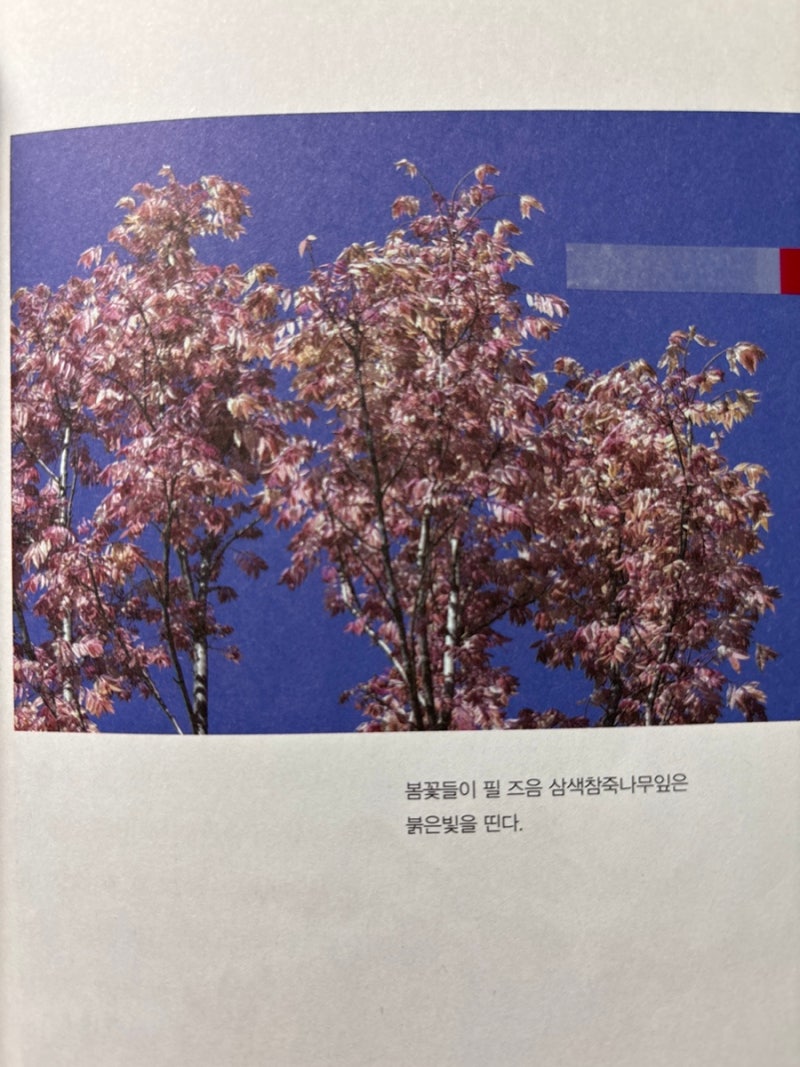 참나무 잎은 갈색 배경에 그려져 있습니다 배경 화면 및 일러스트 무료 다운로드 - Pngtree, image size:800x1067