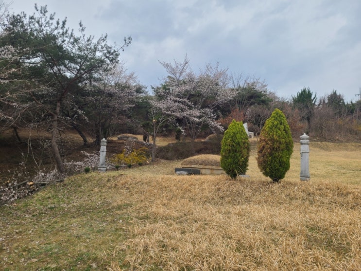  경북 영천시 고경면 학리 기울어진 망부석 복원 및 봉분 주변 벌목 및 전정대행("영천벌목대행")