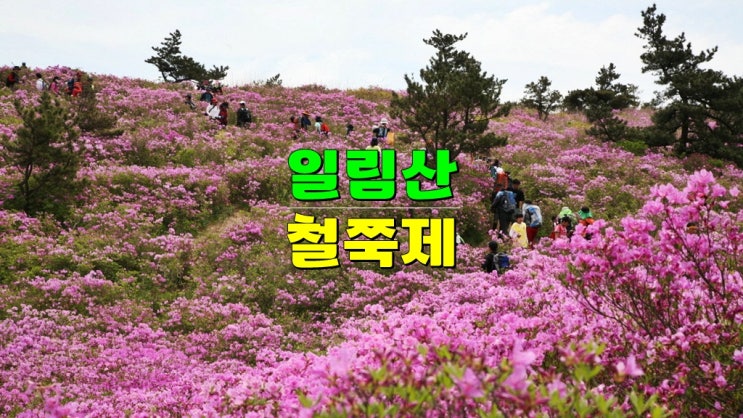 전라도 5월 축제 가볼만한곳 · 2025 일림산철쭉문화행사 (보성 일림산 철쭉제) 보성녹차마라톤대회 전라도 5월 축제 가볼만한곳 · 2025 일림산철쭉문화행사 (보성 일림산 철쭉제) 보성녹차마라톤대회